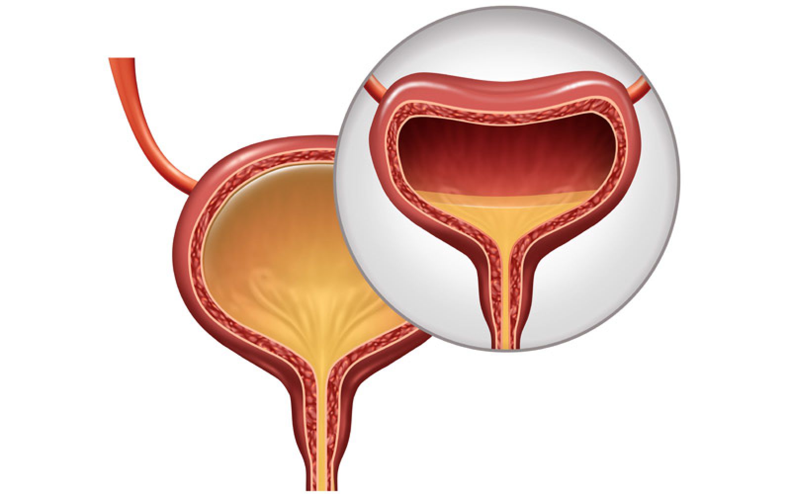 bladder diagram