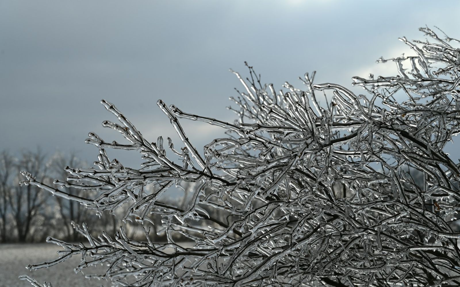 Ice Storm. Photo by <a href="https://unsplash.com/@klbennett2021?utm_source=unsplash&utm_medium=referral&utm_content=creditCopyText">Krista Bennett</a> on <a href="https://unsplash.com/photos/a-tree-covered-in-ice-on-a-cloudy-day-F4Mmpvk1RbE?utm_source=unsplash&utm_medium=referral&utm_content=creditCopyText">Unsplash</a>       