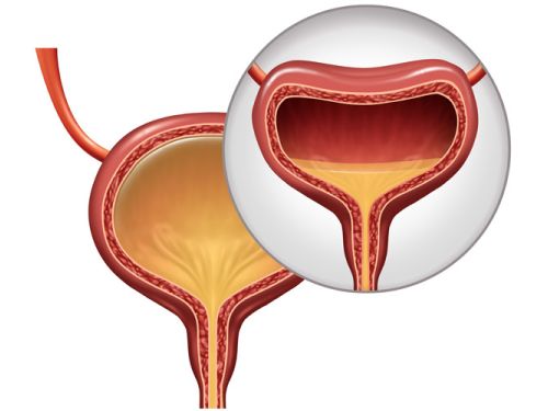 bladder diagram