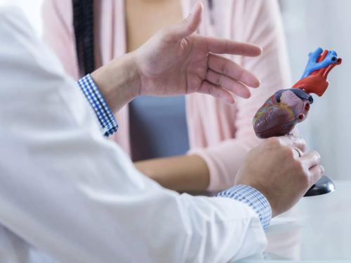 physician examining model heart
